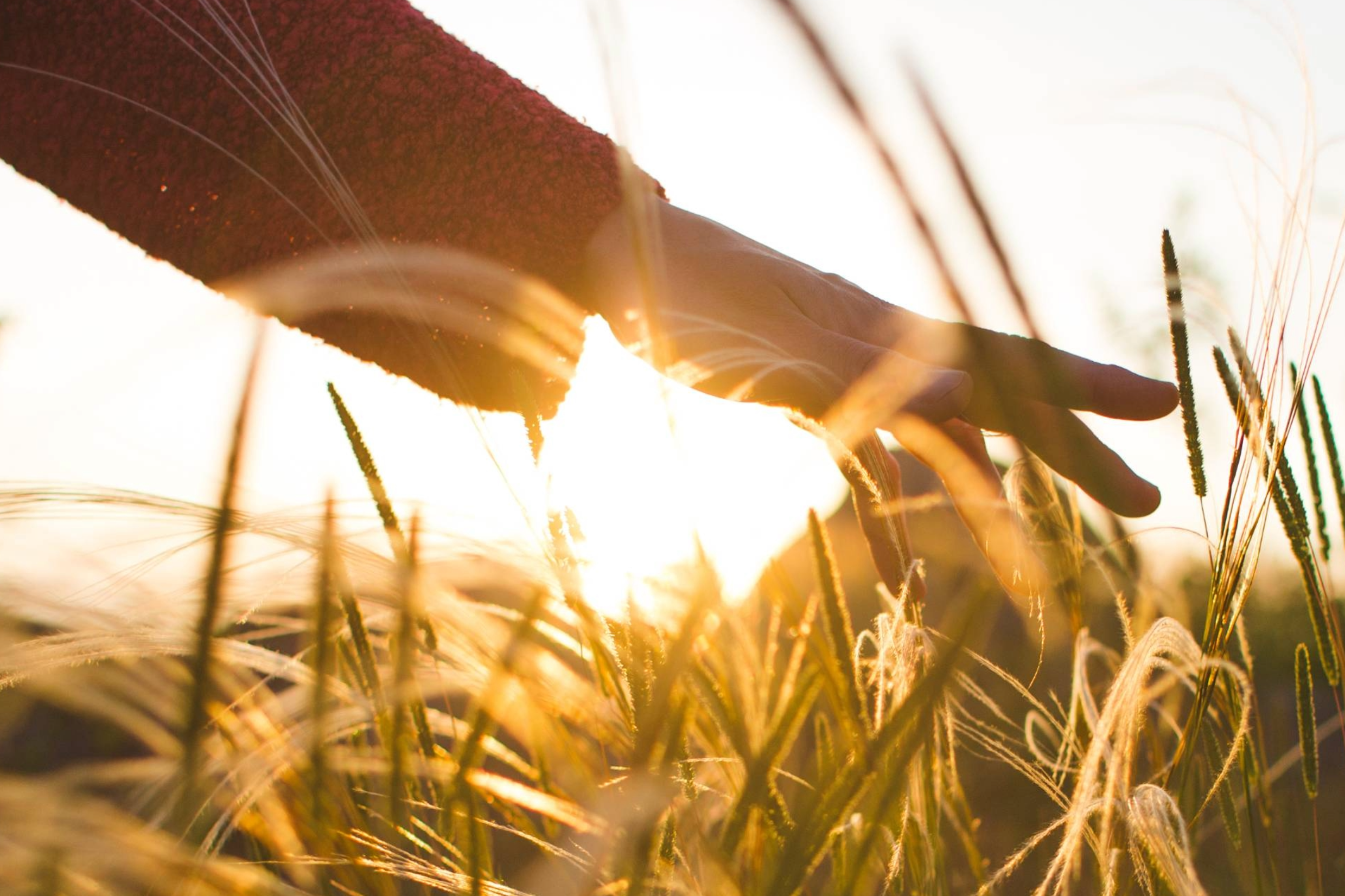 Hand on grass sunset